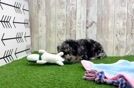 Poodle Puppy for Adoption
