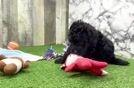 Mini Goldendoodle Pup Being Cute