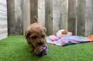 Small Maltipoo Baby