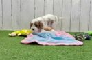 Cavapoo Puppy for Adoption