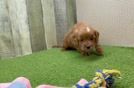 Happy Cavapoo Baby