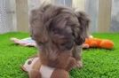 Fluffy Cockapoo Poodle Mix Pup