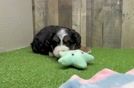 Mini Bernedoodle Pup Being Cute