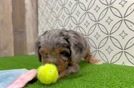 Cavapoo Puppy for Adoption