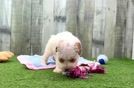 Funny Poodle Purebred Pup