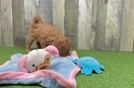 Meet Judith - our Mini Goldendoodle Puppy Video