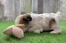 Teddy Bear Puppy for Adoption