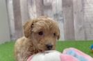 Friendly Poochon Baby