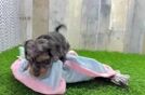 Cockapoo Puppy for Adoption