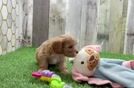 Meet Quill - our Cavapoo Puppy Video  - Seaside Pups Cavapoo Pup Being Cute