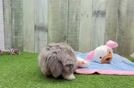 Fluffy Mini Aussiedoodle Poodle Mix Pup