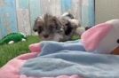 Friendly Shih Poo Baby