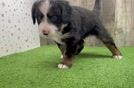 Energetic Mini Bernepoo Poodle Mix Puppy