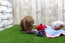 Friendly Poodle Baby