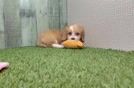 Little Aussiepoo Poodle Mix Puppy