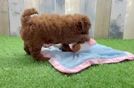 Meet Keegan - our Mini Goldendoodle Puppy Video