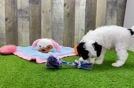 Meet Carlton - our Poodle Puppy Video
