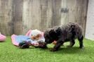 Energetic Cavoodle Poodle Mix Puppy