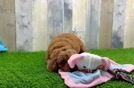 Fluffy Mini Goldendoodle Poodle Mix Pup