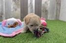 Hypoallergenic Malt Oodle Poodle Mix Puppy