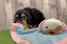 Best Cockapoo Baby
