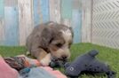 Adorable Mini Bernese Poodle Poodle Mix Puppy