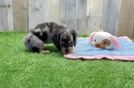Meet Downey - our Dachshund Puppy Video