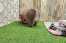 Best Pomeranian Baby