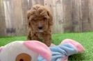 Cavapoo Puppy for Adoption