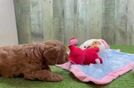 Cavapoo Puppy for Adoption