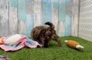 Playful Havadoodle Poodle Mix Puppy
