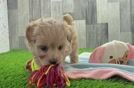 Maltipoo Puppy for Adoption