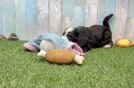 Hypoallergenic Mini Bernadoodle Poodle Mix Puppy