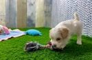 Sweet Cockapoo Baby
