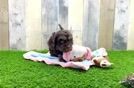 Best Cockapoo Baby