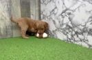 Adorable Golden Retriever Poodle Mix Poodle Mix Puppy