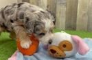 Best Mini Bernedoodle Baby