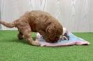 Meet Jax - our Mini Irish Doodle Puppy Video