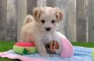 Maltipoo Puppy for Adoption