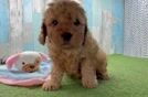 Best Cavapoo Baby