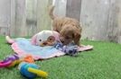 Popular Cavapoo Poodle Mix Pup