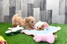 Popular Maltipoo Poodle Mix Pup