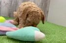 Cavapoo Puppy for Adoption