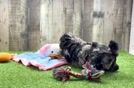 Energetic Pudel Purebred Puppy