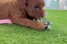 Sweet Mini Goldendoodle Baby