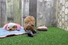 Maltipoo Puppy for Adoption