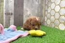 Smart Cavapoo Poodle Mix Pup