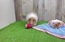 Pomeranian Puppy for Adoption