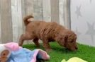 Meet Mojave - our Mini Goldendoodle Puppy Video