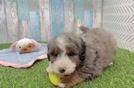 Best Mini Bernedoodle Baby